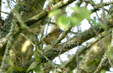 GOLDCREST . BOWLING GREEN MARSH . TOPSHAM . DEVON . 23 / 9 / 2017 
