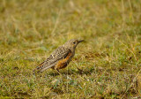 RUFOUS TAILED ROCK THRUSH . BLORENGE . GWENT . WALES . 25 . 10 . 2017