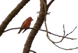 Parrot Crossbill . Loxia pytyopsittacus