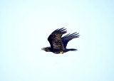 Common Raven . Corvus corax