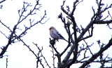Coues`s Arctic Redpoll - Carduelis exilipes