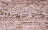 SHORE LARK , HOLKHAM FRESHMARSH , NORFOLK , ENGLAND , 9 , 1 , 2018