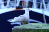 ICELAND GULL . NEWLYN HARBOUR . CORNWALL . ENGLAND . 18 . 1 . 2018
