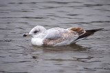 RING-BILLED GULL ( 2nd Winter ) , TRENANCE POOL , NEWQUAY , CORNWALL , 18 , 1 , 2018