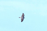 NORTHERN GOSHAWK , NORTH WOOD , DEVON , ENGLAND , 12 , 2 , 2018