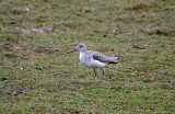 COMMON GREENSHANK . BOWLING GREEN MARSH . TOPSHAM . DEVON . ENGLAND . 12 . 3 . 2018