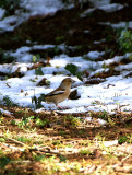 Hawfinch . Coccothraustes coccothraustes