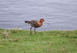 BLACK-TAILED GODWIT . BOWLING GREEN MARSH . TOPSHAM . DEVON . ENGLAND . 4 . 4 . 2018