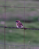 Eurasian Tree Sparrow . Passer montanus