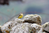 SPANISH WAGTAIL ( Female ) . CANYON DE DURATON TO THE GREYDOS MOUNTAINS . SPAIN . 26 . 4 . 2018