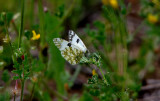 BATH WHITE . Nr ALCANTARA . SPAIN . 30 . 4 . 2018