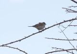 COMMON WHITETHROAT . CANYON DE DURATON TO THE GREDOS MOUNTAINS . SPAIN . 26 . 4 . 2018