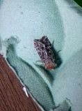 TRUE LOVER`S KNOT ( Lycophotia porphyrea ) . SAINT HILL . DEVON . 11 . 7 . 2018