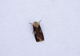 SHUTTLE-SHAPED DART ( Agrotis puta puta ) . TOPSHAM . DEVON . 4 . 8 . 2018