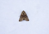SPECTACLE ( Abrostola tripartita ) . TOPSHAM . DEVON . 6 , 8 . 2018