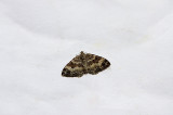 COMMON CARPET ( Epirrhoe alternata alternata ) . TOPSHAM . DEVON . 16 . 8 . 2918.JPG