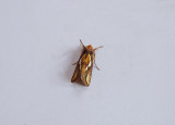 GOLD SPOT ( Plusia festucae ) , BOWLING GREEN MARSH , TOPSHAM , DEVON , 23 , 8 , 2018 .JPG
