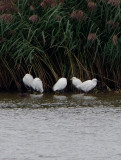 CATTLE EGRET . BOWLING GREEN MARSH . TOPSHAM . DEVON . ENGLAND . 17 / 9 / 2018