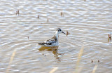 GREY PHALAROPE . WEST HUNTSPILL SEAWALL . SOMERSET . 17 . 9 . 2018