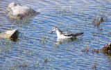 GREY PHALAROPE . WEST HUNTSPILL SEAWALL . SOMERSET . 17 . 9 . 2018