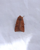 BEADED CHESTNUT ( Agrochola lychnidis ) . TOPSHAM . DEVON . 13 / 10 / 2018