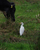 CATTLE EGRET . COCKWOOD MARSH . DEVON . ENGLAND . 15 . 10 . 2018