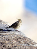ROCK PIPIT . Nr DAWLISH . DEVON . ENGLAND . 2 . 11 . 2018