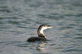 Great Northern Diver . Gavia immer
