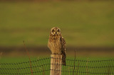Short-Eared Owl . Asio flammeus
