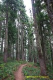 Tacoma Pass - Cascade Crest 100 Mile Endurance Run 2018