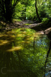 Core Hill Woods in East Devon