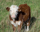 Young calf 