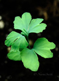 Gingko Seedling F17 #4889