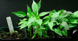 Hot Peppers MR16 #9994