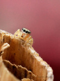 Jumping Spider - immature AP17 #5777