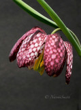 Fritillaria meleagris JN17 #4214