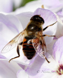 Eristalis tenax JN17 #8617