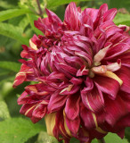 Dahlia Bohemian Spartacus AU17 #0637