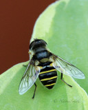 Eristalis transversa JN17 #4923