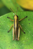 Melanoplus S17 #4447