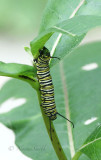 Monarch caterpillar S17 #4286