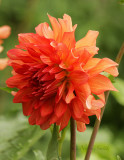 Dahlia Baron Katie JL17 #8828