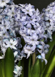 Hyacinth Delft Blue JA18 #2543