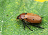 Grapevine Beetle O17 #1160