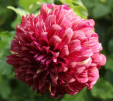 Dahlia Bohemian Spartacus S17 #6855