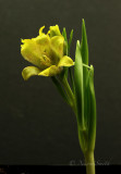 Fritillaria michailovskyi F18 #3303