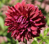 Dahlia Bohemian Spartacus S17 #5641
