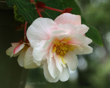 Begonia Angelique AU17 #3122