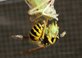 Wasp with Grasshopper AU17 #3195