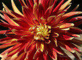 Dahlia Bodacious S17 #5937